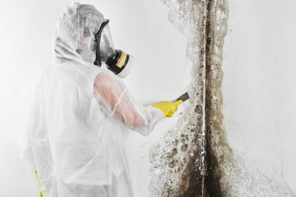 Best Attic Mold Removal  in Angleton, TX