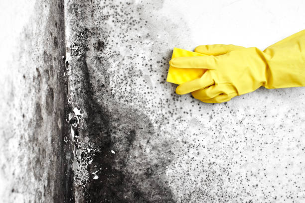 Best Fast Mold Removal  in Angleton, TX
