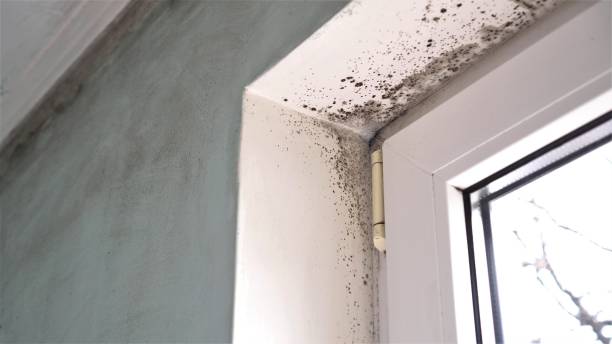 Best Home Mold Removal  in Angleton, TX