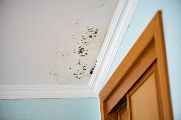 Best Toxic Mold Removal  in Angleton, TX