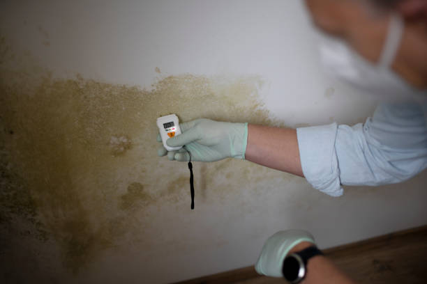 Best Mold Remediation Services  in Angleton, TX