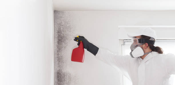 Best Attic Mold Removal  in Angleton, TX