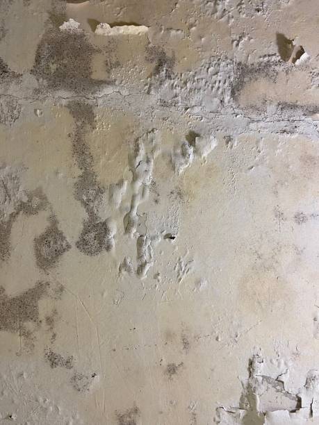 Best Local Mold Removal Service  in Angleton, TX