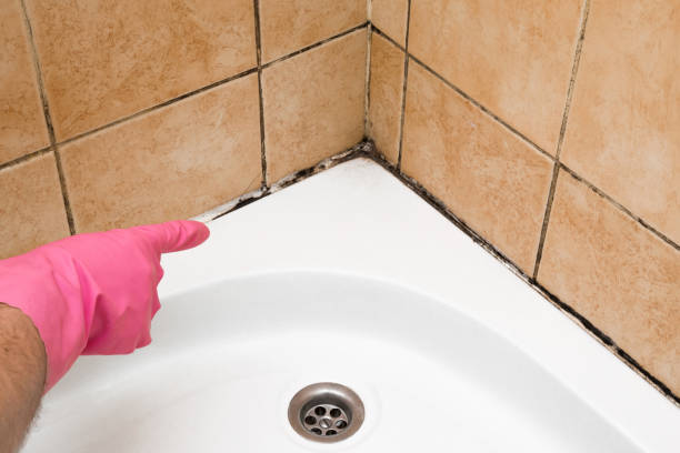 Best Professional Mold Removal  in Angleton, TX